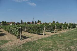 Poljoprivredna Valjevo vinograd foto Dragan Krunić Objektiva.rs