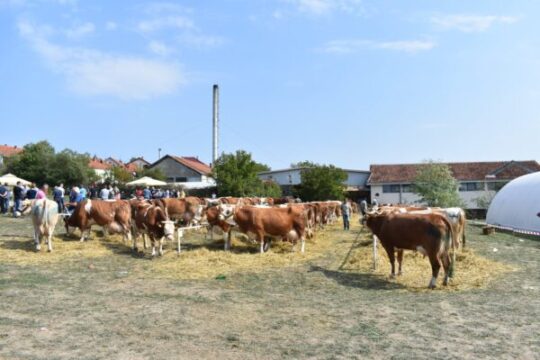 izložba krava simentalske rase Lajkovac 09 2021 Objektiva.rs Valjevo PR Pristup