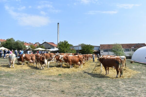 izložba krava simentalske rase Lajkovac 09 2021 Objektiva.rs Valjevo PR Pristup