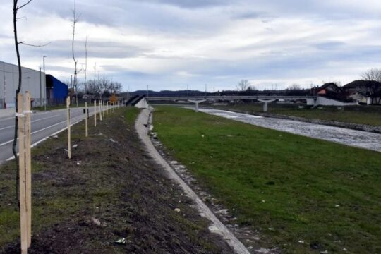 Valjevo sađenje drveća u Ulici Mirka Obradovića