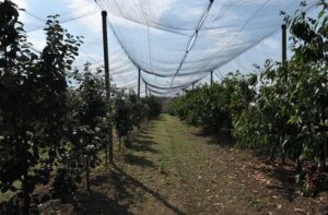 Voćnjak Poljoprivredna škola sa domom učenika Valjevo foto Dragan Krunić Objektiva.rs vesti kolubarski region News Serbie