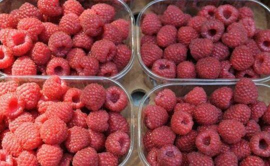 Dan maline 2013 malina u korpicama FOTO Dragan Krunić Objektiva.rs Valjevo