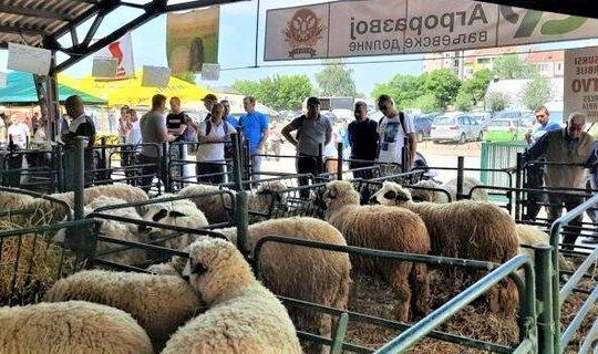 nagrađeni ovčari poljoprivrednici iz valjevskog kraja na 89. Novosadskom sajmu poljoprivrede sejnička sorta ovaca Agrorazvoj valjevske dolice Novi Sad maj 2022. godine Valjevo Objektiva.rs