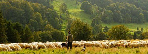 ovce ovcar-sa-psom-i ovcama-na-planini-08-2022.jpg FOTO Agrorazvoj valjevske doline Objektiva.rs Valjevo