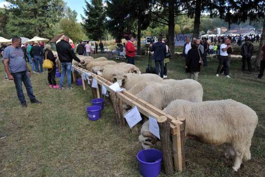 Ovčarska izložba Pričević vesti Valjevo Objektiva.rs FOTO Dragan Krunić