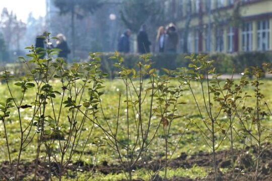 SBB Fondacija sa partnerima i Turističkom organizacijom Valjeva posadili sadnice vrbe u dvorištu Osnovne škole Nada Purić u Valjevu duž vodotoka reke Ljubostinja FOTO Snežana Jakovljević Krunić Objektiva.rs Valjevo