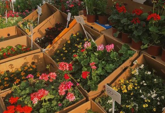 Vaskrsnji-bazar-Radost-na-dar-na-Gradskom-trgu-Turisticka-organizacija-Valjevo-FOTO-Anja-Krunic-Objektiva.rs-iz-Valjeva