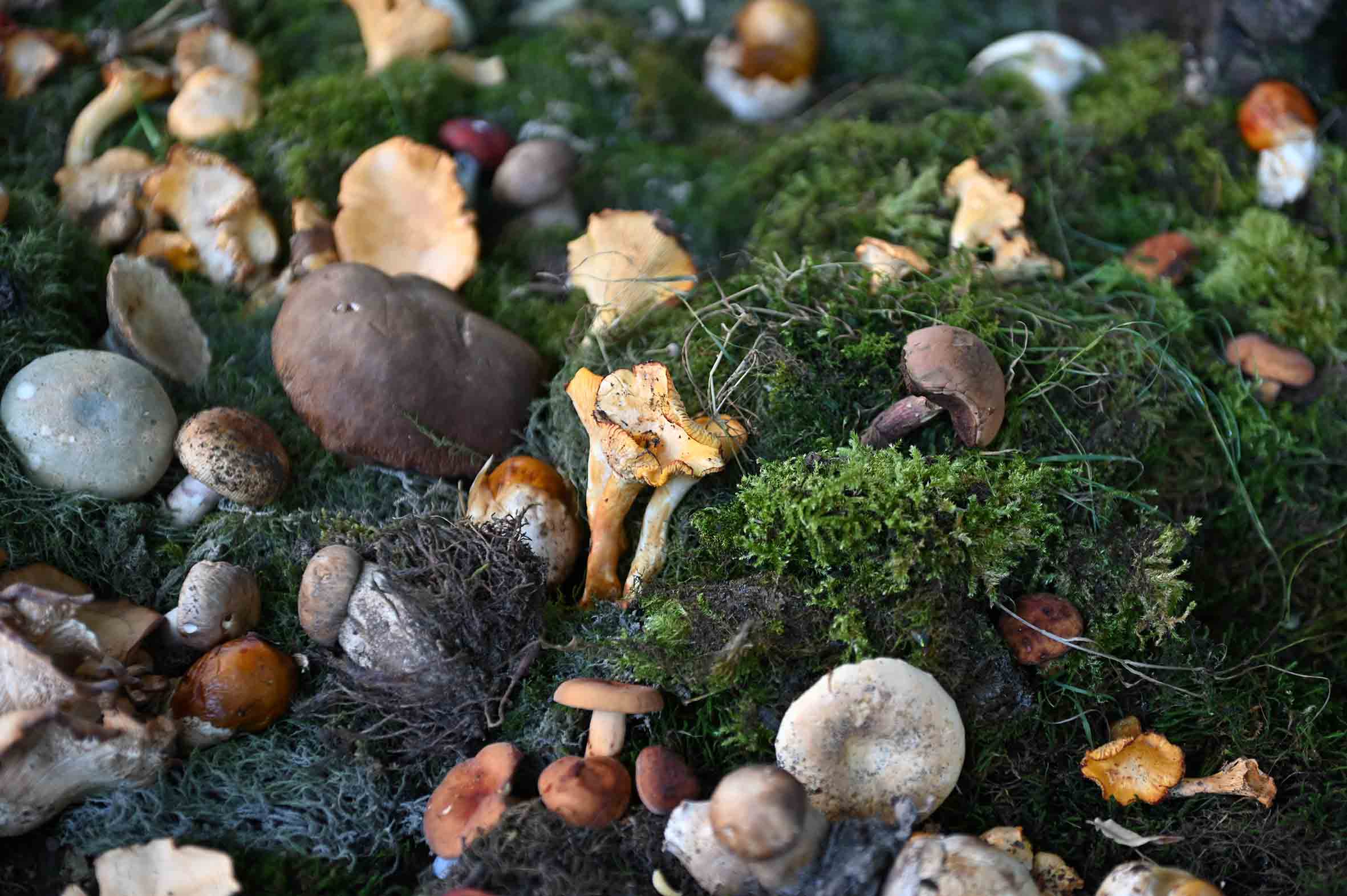 Gljivarsko-udruzenje-Medvednik-2 FOTO Dragan Krunić Objektiva.rs vesti News Serbie