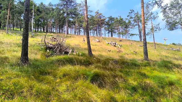 VIDEO Počelo pošumljavanje borovim sadnicama oko ski staze na Divčibarama