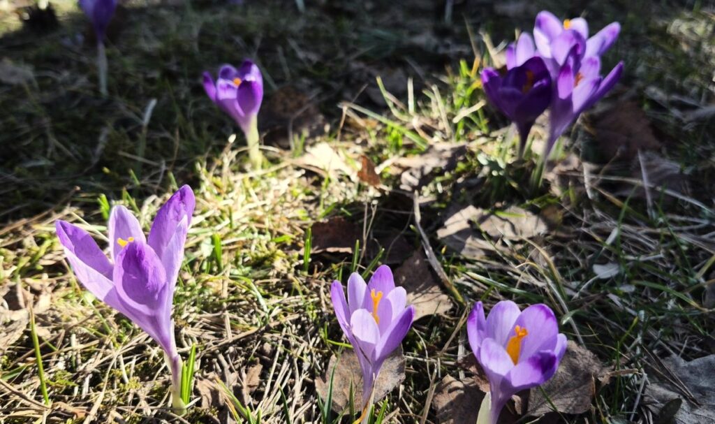 FOTO Dragan Krunić Objektiva.rs News petak 13. mart 2026. Divčibare krokusi šafrani vesnici proleća