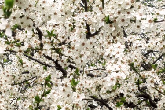 cvet dženarika proleće 20 03 2026 FOTO Snežana Jakovljević Krunić za Objektiva.rs News Europe