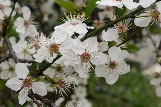 cvet makro proleće mušmula FOTO Snežana Jakovljević Krunić za Objektiva.rs News Europe 20 03 2026