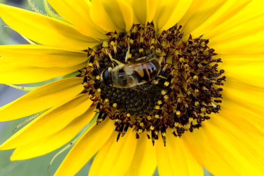 pčela na cvetu ukrasnog suncokreta FOTO Snežana Jakovljević Krunić za Objektiva.rs News Europe Balkan summer 2025.